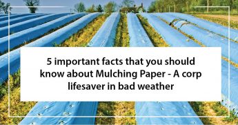 5 important facts that you should know about Mulching Paper - A Crop lifesaver in bad weather