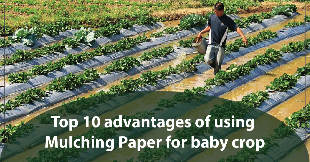 TOP 10 ADVANTAGES OF USING MULCHING PAPER FOR BABY CROP