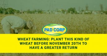 WHEAT FARMING: PLANT THIS KIND OF WHEAT BEFORE NOVEMBER 20TH TO HAVE A GREATER RETURN