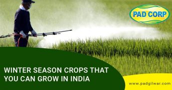 7 WINTER SEASON CROPS THAT YOU CAN GROW IN INDIA