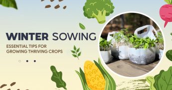 Winter Sowing: Essential Tips for Growing Thriving Crops
