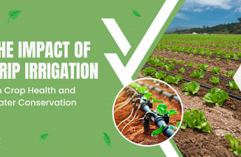 The Impact of Drip Irrigation on Crop Health and Water Conservation