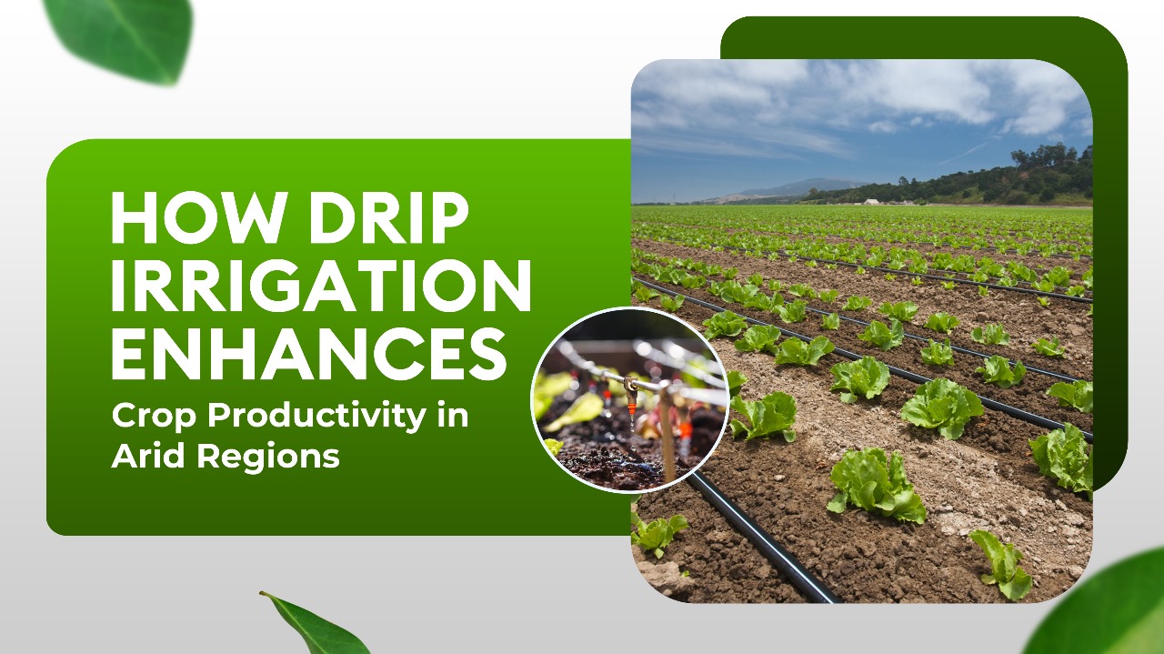 How Drip Irrigation Enhances Crop Productivity in Arid Regions